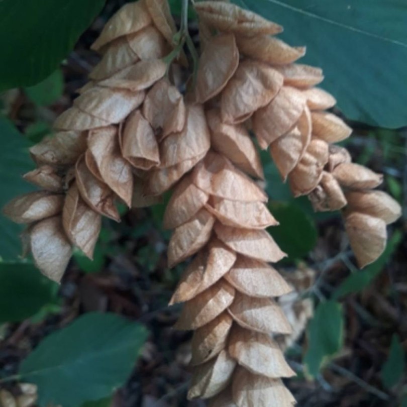 Indiai vadkomló - Szerencse komló, Flemingia strobilifera, etnobotanika